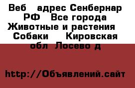 Веб – адрес Сенбернар.РФ - Все города Животные и растения » Собаки   . Кировская обл.,Лосево д.